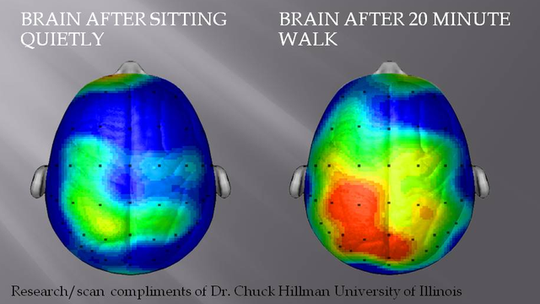 Reaktion des Gehirns auf Bewegung - Quelle: (c) Dr. C. Hillman